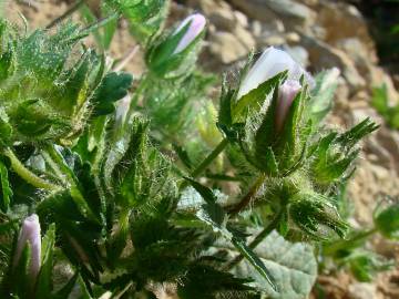 Fotografia da espécie Althaea hirsuta