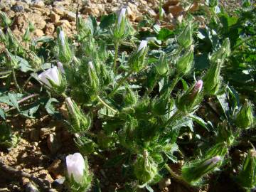 Fotografia da espécie Althaea hirsuta