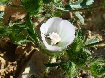 Fotografia da espécie Althaea hirsuta