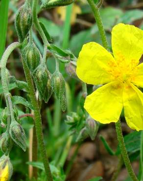 Fotografia 3 da espécie Helianthemum apenninum subesp. stoechadifolium no Jardim Botânico UTAD