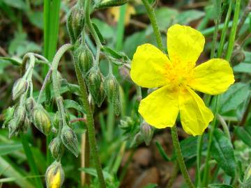 Fotografia da espécie Helianthemum apenninum subesp. stoechadifolium