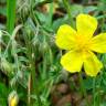 Fotografia 3 da espécie Helianthemum apenninum subesp. stoechadifolium do Jardim Botânico UTAD