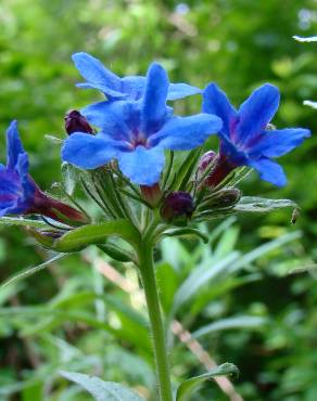 Fotografia 1 da espécie Aegonychon purpurocaeruleum no Jardim Botânico UTAD