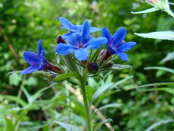 Fotografia da espécie Aegonychon purpurocaeruleum