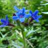 Fotografia 1 da espécie Aegonychon purpurocaeruleum do Jardim Botânico UTAD