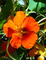 Tropaeolum majus