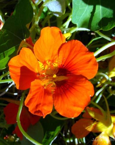 Fotografia de capa Tropaeolum majus - do Jardim Botânico