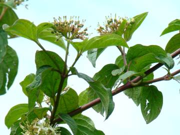 Fotografia da espécie Cornus sanguinea subesp. sanguinea