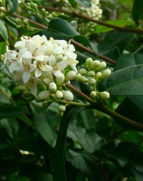 Fotografia 6 da espécie Ligustrum vulgare no Jardim Botânico UTAD