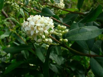 Fotografia da espécie Ligustrum vulgare