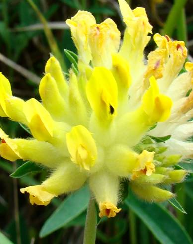 Fotografia de capa Anthyllis vulneraria subesp. alpestris - do Jardim Botânico