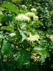 Fotografia da espécie Cornus sanguinea subesp. sanguinea