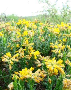 Fotografia 2 da espécie Genista hispanica subesp. hispanica no Jardim Botânico UTAD