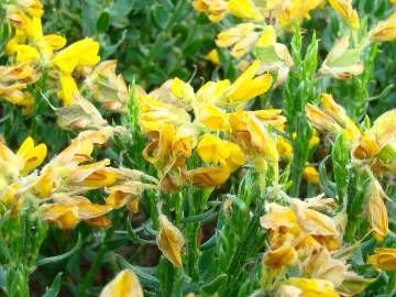 Fotografia da espécie Genista hispanica subesp. hispanica