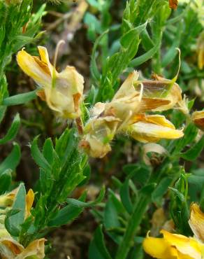 Fotografia 5 da espécie Genista hispanica subesp. hispanica no Jardim Botânico UTAD