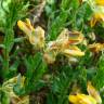 Fotografia 5 da espécie Genista hispanica subesp. hispanica do Jardim Botânico UTAD