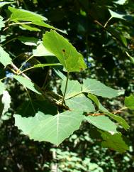 Populus tremula