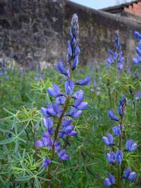 Fotografia da espécie Lupinus angustifolius