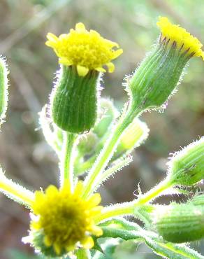 Fotografia 1 da espécie Senecio sylvaticus no Jardim Botânico UTAD