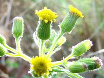 Fotografia da espécie Senecio sylvaticus