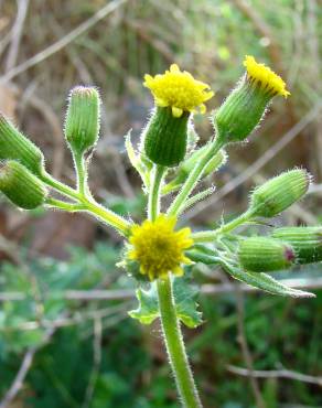 Fotografia 3 da espécie Senecio sylvaticus no Jardim Botânico UTAD