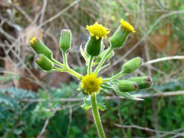 Fotografia da espécie Senecio sylvaticus