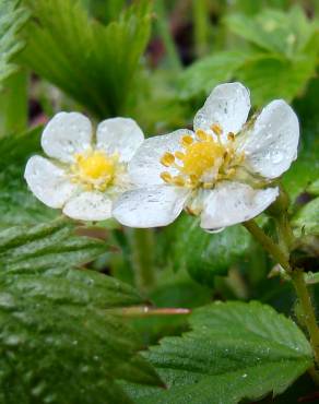 Fotografia 3 da espécie Fragaria vesca subesp. vesca no Jardim Botânico UTAD