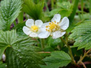 Fotografia da espécie Fragaria vesca subesp. vesca