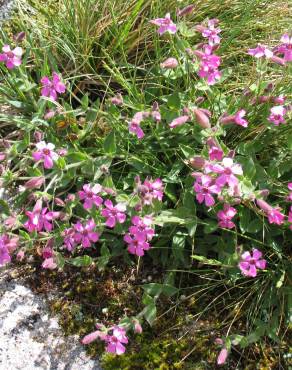 Fotografia 3 da espécie Silene acutifolia no Jardim Botânico UTAD