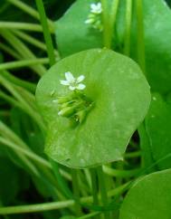 Montia perfoliata