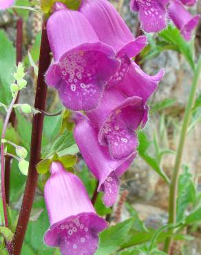 Fotografia 1 da espécie Digitalis purpurea subesp. amandiana no Jardim Botânico UTAD