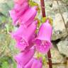 Fotografia 3 da espécie Digitalis purpurea subesp. amandiana do Jardim Botânico UTAD