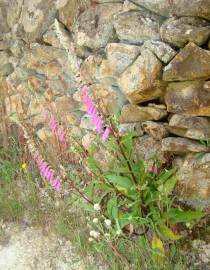 Fotografia da espécie Digitalis purpurea subesp. amandiana