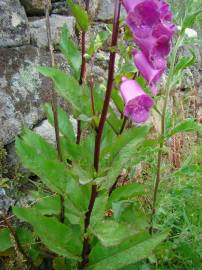 Fotografia da espécie Digitalis purpurea subesp. amandiana