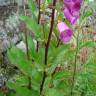 Fotografia 5 da espécie Digitalis purpurea subesp. amandiana do Jardim Botânico UTAD