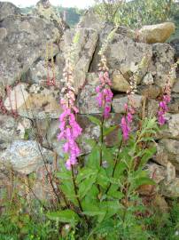 Fotografia da espécie Digitalis purpurea subesp. amandiana