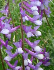 Vicia dasycarpa