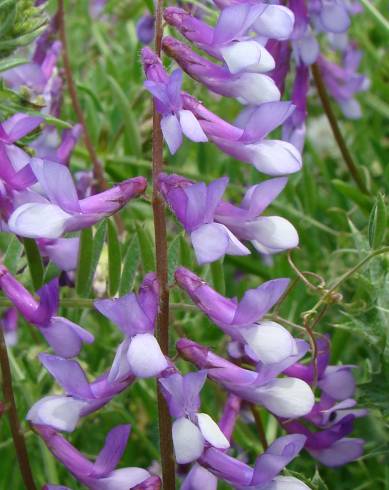 Fotografia de capa Vicia dasycarpa - do Jardim Botânico