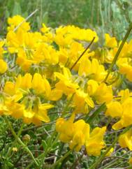 Coronilla minima subesp. minima