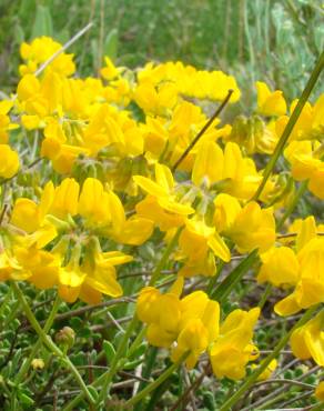 Fotografia 1 da espécie Coronilla minima subesp. minima no Jardim Botânico UTAD