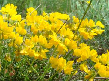 Fotografia da espécie Coronilla minima subesp. minima