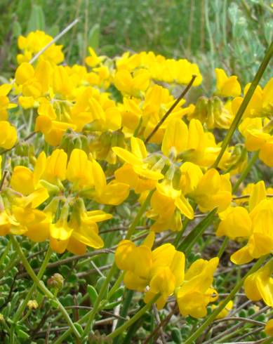 Fotografia de capa Coronilla minima subesp. minima - do Jardim Botânico