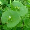 Fotografia 3 da espécie Montia perfoliata do Jardim Botânico UTAD