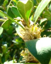 Fotografia da espécie Buxus balearica