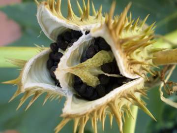 Fotografia da espécie Datura stramonium