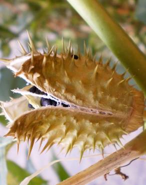 Fotografia 8 da espécie Datura stramonium no Jardim Botânico UTAD