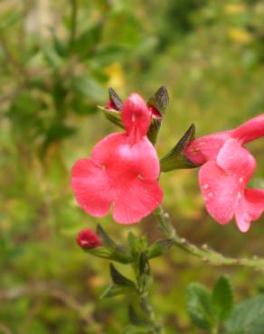 Fotografia 3 da espécie Salvia coccinea no Jardim Botânico UTAD