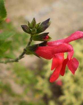 Fotografia 4 da espécie Salvia coccinea no Jardim Botânico UTAD