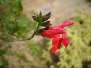 Fotografia da espécie Salvia coccinea