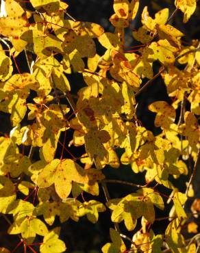 Fotografia 8 da espécie Acer monspessulanum no Jardim Botânico UTAD